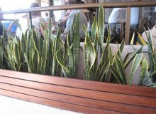 Kwikfynd Indoor Planting
leura