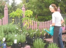 Kwikfynd Plant Nursery
leura
