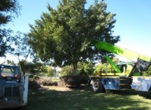 Kwikfynd Tree Management Services
leura