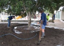 Kwikfynd Tree Transplanting
leura