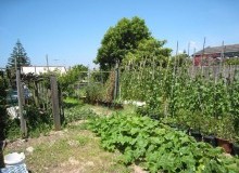 Kwikfynd Vegetable Gardens
leura